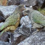 Asishah Kea Franz Josef