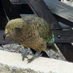 D3 Kea Franz Josef