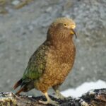 Kea Parrot Named Allice May